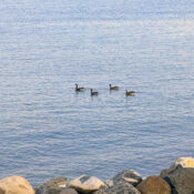 Sea Ducks at Sea Duck Cottage in Maine