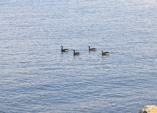 Amazing Views at Sea Duck Cottage