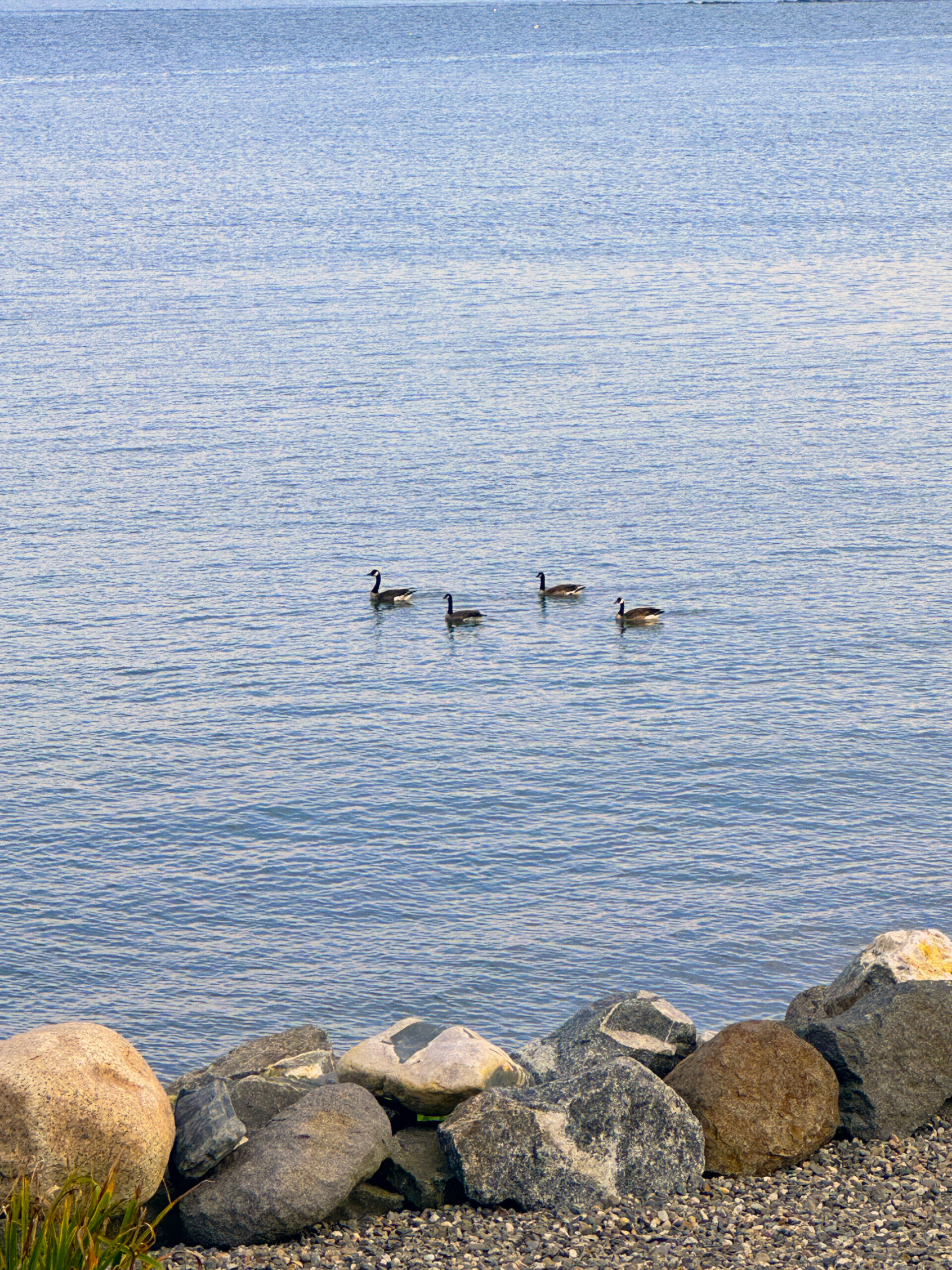 Sea Ducks at Sea Duck Cottage in Maine